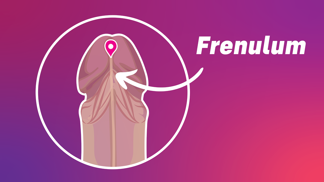 Image of a penis with a frenulum pointing to the underside of the penis